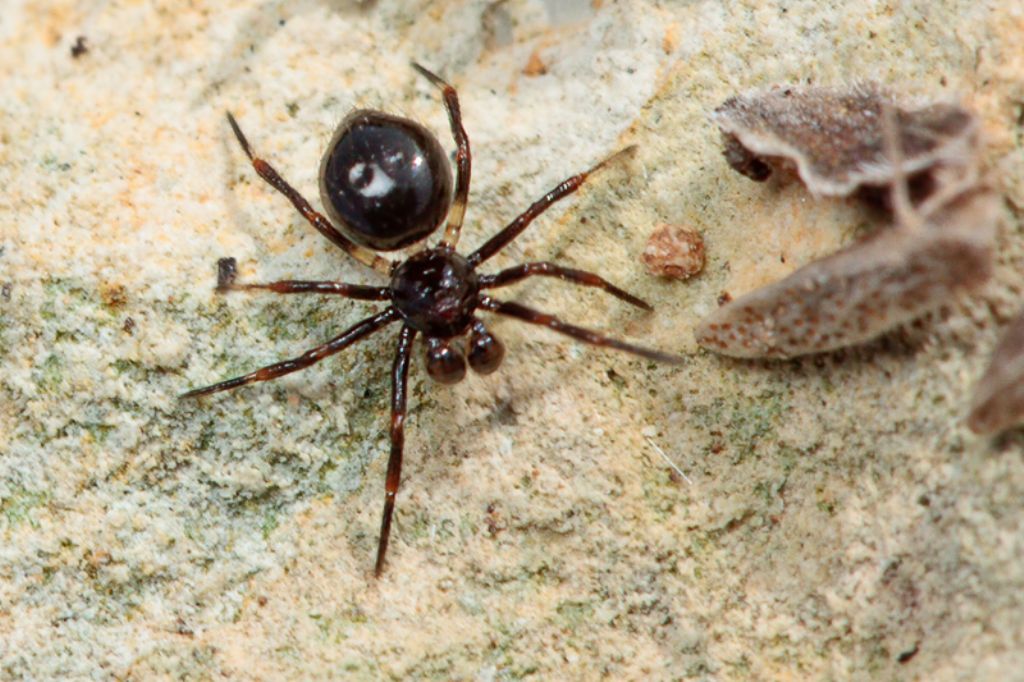 Euryopis episinoides - Malta